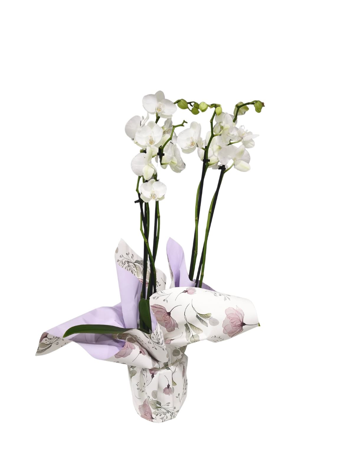 Orquídea phalaenopsis 3 varas - Imagen 1