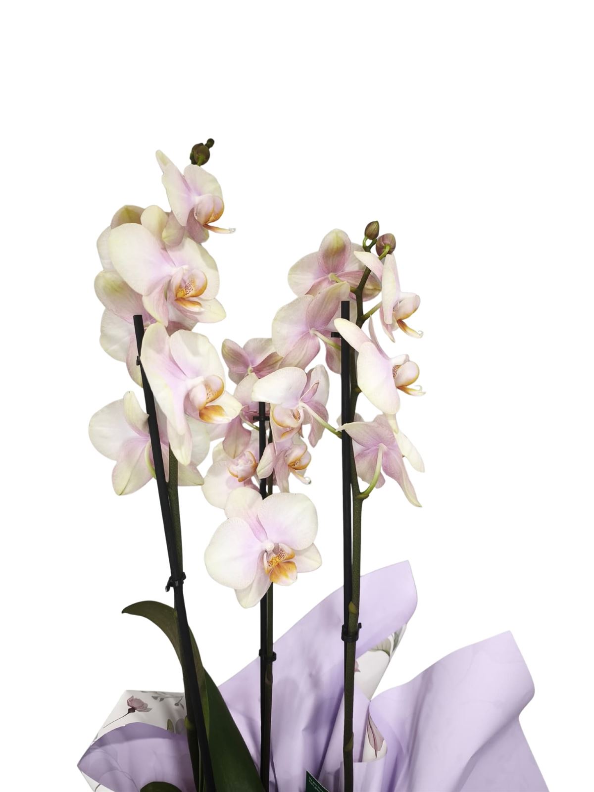 Orquídea phalaenopsis 3 varas - Imagen 2