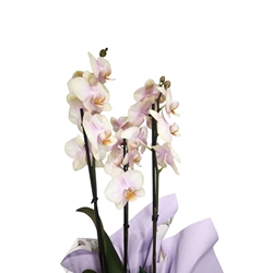 Orquídea phalaenopsis 3 varas - Imagen 2