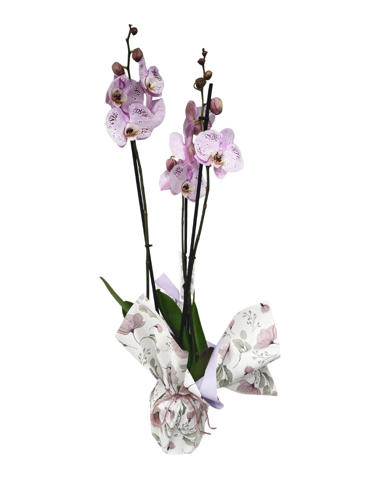 Orquídea phalaenopsis 3 varas - Imagen 3