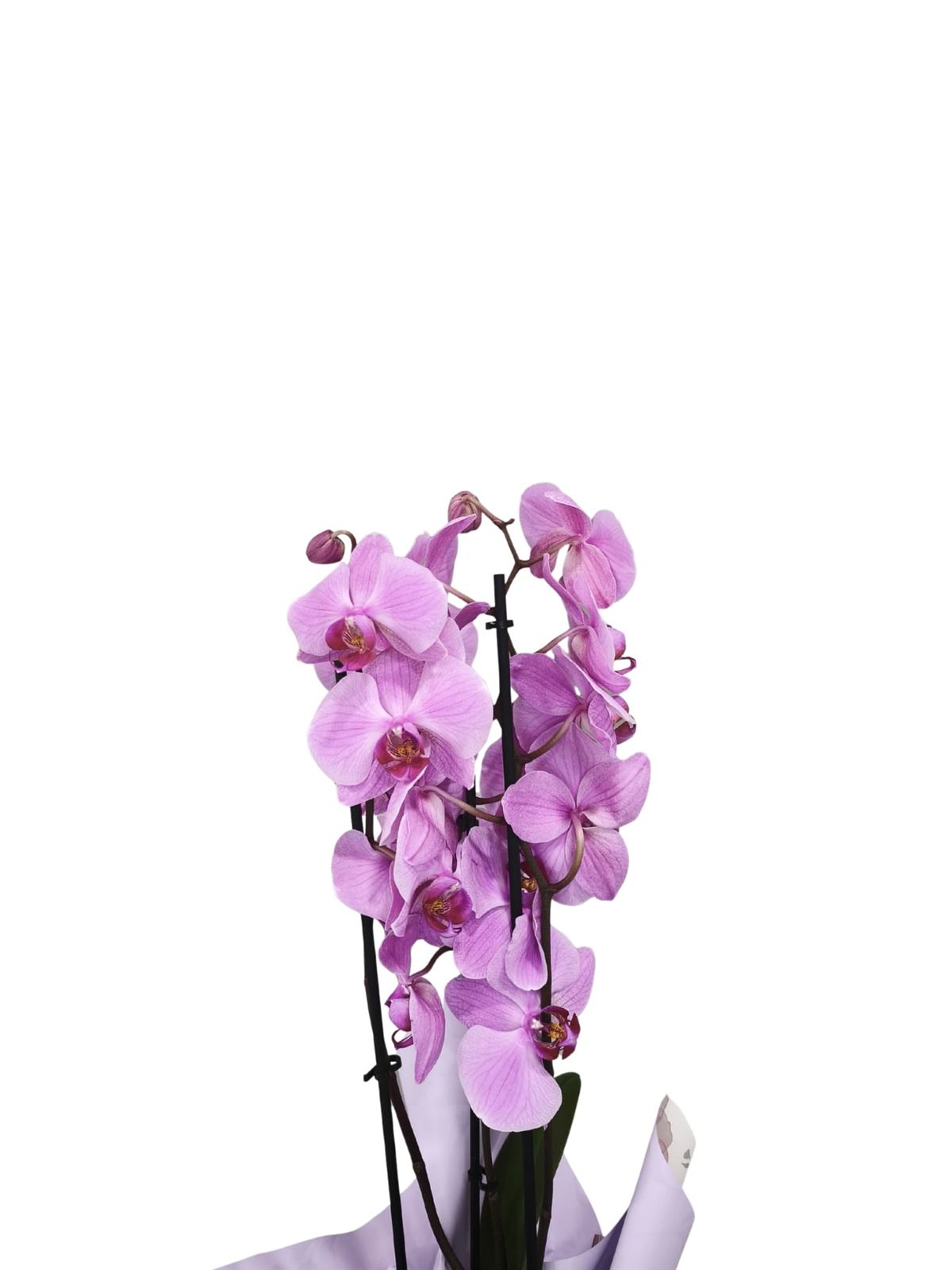 Orquídea phalaenopsis 3 varas - Imagen 4