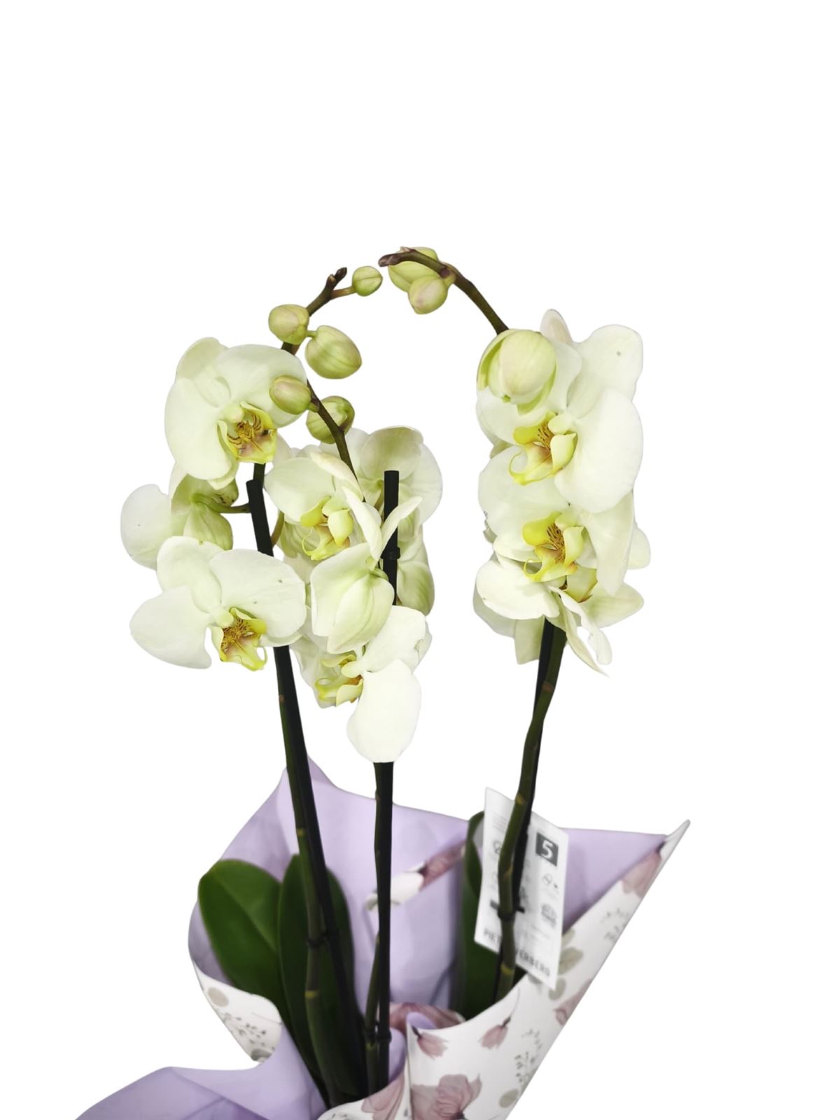Orquídea phalaenopsis 3 varas - Imagen 5