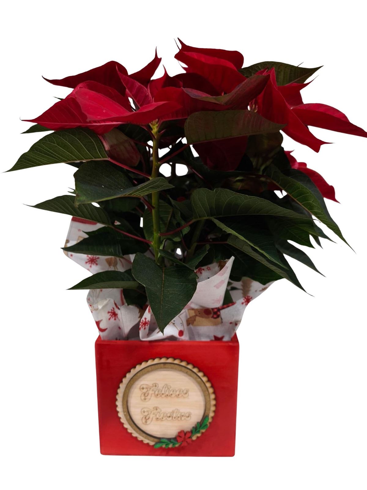 POINSETIA CAJA NAVIDAD - Imagen 1