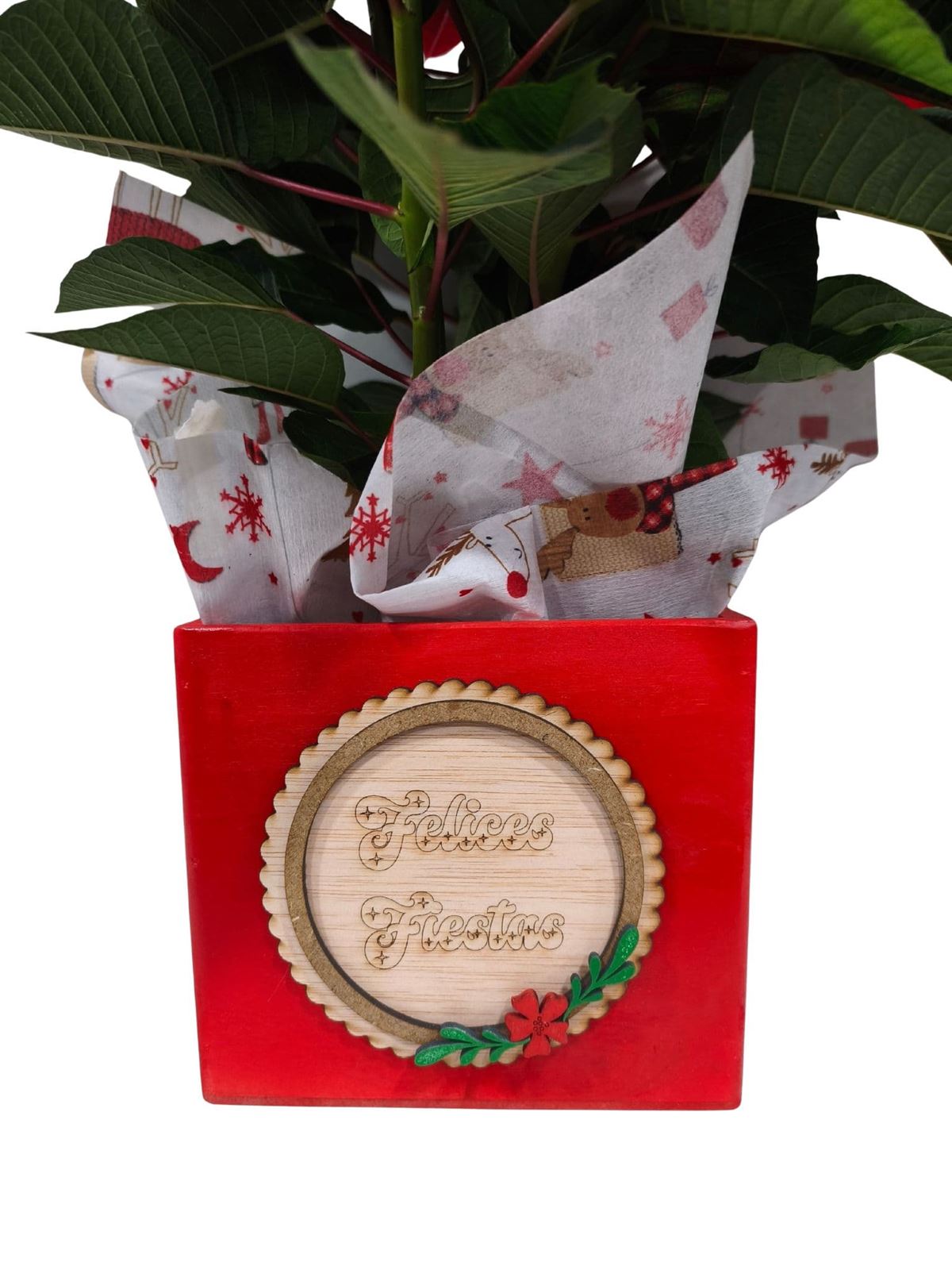 POINSETIA CAJA NAVIDAD - Imagen 2