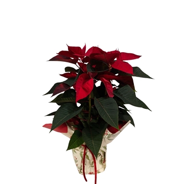 POINSETIA PAPEL - Imagen 1
