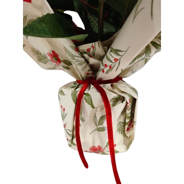 POINSETIA PAPEL - Imagen 2