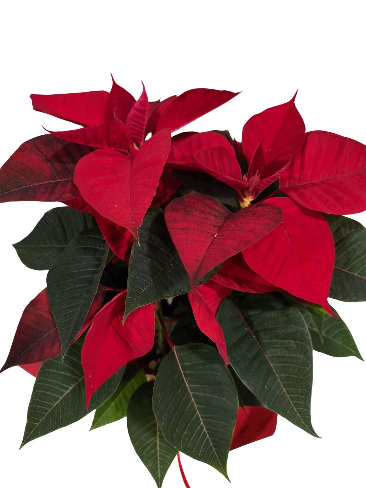 POINSETIA SACO TERCIOPELO - Imagen 1