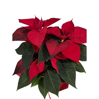 POINSETIA SACO TERCIOPELO - Imagen 1