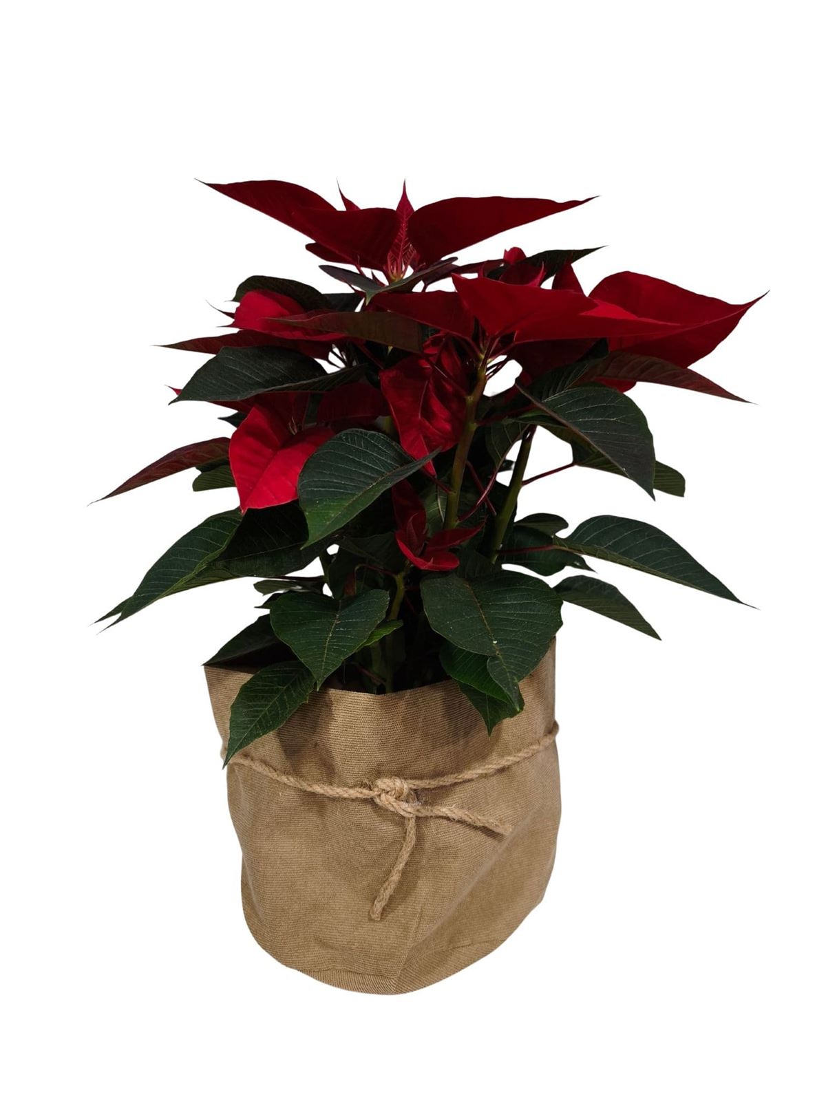 POINSETIA SACO TERCIOPELO - Imagen 2