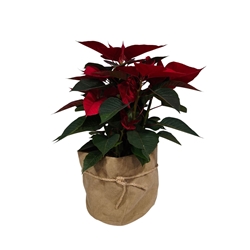 POINSETIA SACO TERCIOPELO - Imagen 2