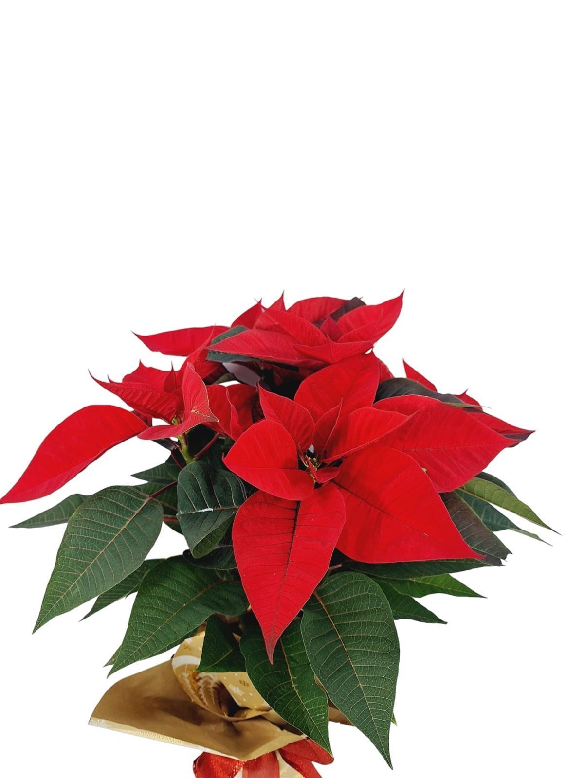 POINSETIA SACO YUTE - Imagen 1