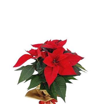 POINSETIA SACO YUTE - Imagen 1