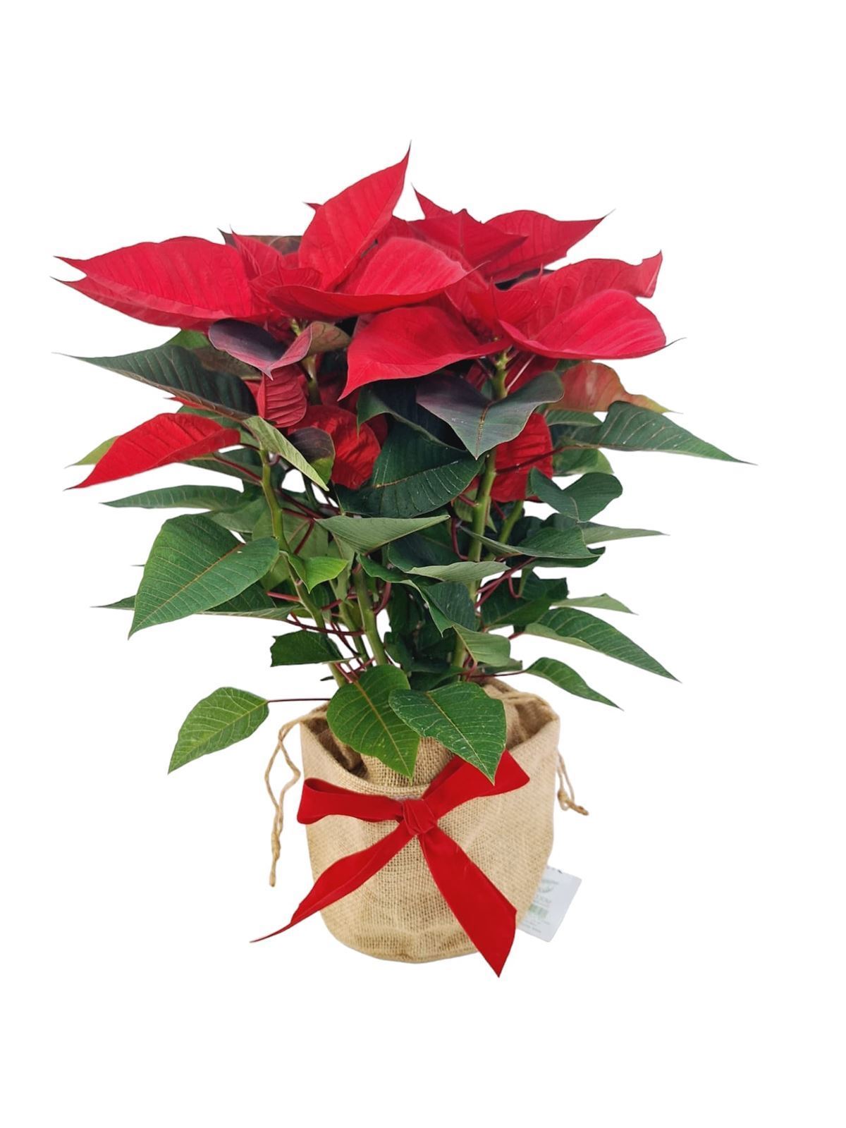 POINSETIA SACO YUTE - Imagen 2