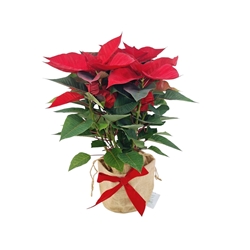 POINSETIA SACO YUTE - Imagen 2