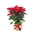 POINSETIA SACO. - Imagen 2